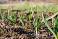 Young green sprouts of garlic growing from the soil in spring sunny day. Nature Awakening Concept