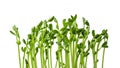 Young green sprouts isolated on white background. Fresh pea sprouts. Growing microgreens.