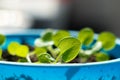 Young green sprouts, macro. Green shoots of a petunia flower on a windowsill. Fresh healthy seed sprouts