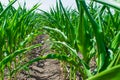 Young green sprouts of maize plant cultivated in field. Concept of agriculture and the cultivation of food and animal feed Royalty Free Stock Photo