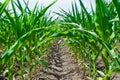 Young green sprouts of maize plant cultivated in field. Concept of agriculture and the cultivation of food and animal feed Royalty Free Stock Photo