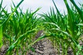 Young green sprouts of maize plant cultivated in field. Concept of agriculture and the cultivation of food and animal feed Royalty Free Stock Photo