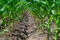 Young green sprouts of maize plant cultivated in field. Concept of agriculture and the cultivation of food and animal feed Royalty Free Stock Photo