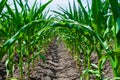 Young green sprouts of maize plant cultivated in field. Concept of agriculture and the cultivation of food and animal feed Royalty Free Stock Photo