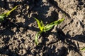 Young green sprouts of maize in spring on the agricultural field. Royalty Free Stock Photo