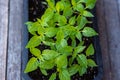 Young green sprouts of plants of pepper and tomato for a house kitchen garden Royalty Free Stock Photo