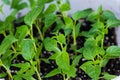 Young green sprouts of plants of pepper and tomato for a house kitchen garden Royalty Free Stock Photo