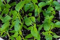 Young green sprouts of plants of pepper and tomato for a house kitchen garden Royalty Free Stock Photo