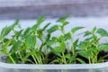 Young green sprouts of plants of pepper and tomato for a house kitchen garden Royalty Free Stock Photo