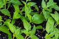 Young green sprouts of plants of pepper and tomato for a house kitchen garden Royalty Free Stock Photo