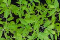 Young green sprouts of plants of pepper and tomato for a house kitchen garden Royalty Free Stock Photo