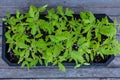 Young green sprouts of plants of pepper and tomato for a house kitchen garden Royalty Free Stock Photo