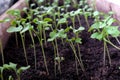 Young green sprouts. Seedlings of flowers in a container