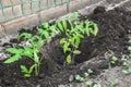 young green sprouts of sprouting tomatoes in a garden bed