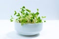 Young green sprouts of sunflower microgreens in bowl, grown for food in a jar. Concept of growing greens for healthy eating,