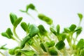 Young green sprouts of sunflower microgreens close up, grown for food in a jar. Concept of growing greens for healthy eating,