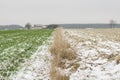 Young green sprouts in the winter, covered with white snow