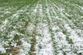 Young green sprouts in the winter