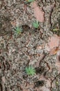 Young green spruce branches grow from a barked tree trunk. Close-up. Vertical orientation. High quality photo Royalty Free Stock Photo