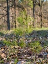 young green spruce in the forest planting new trees forest regeneration