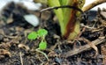 Young green strawberry sprout next to a bush closeup Royalty Free Stock Photo