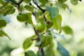 Young green summer apples grow on tree branches in the garden in summer