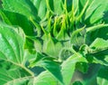 Young green sunflower bud in sunlight.Close up Royalty Free Stock Photo