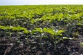 Young Green sunflower seedlings growing in a soil field. Close up on sprouting rye agricultural on a field in sunset Royalty Free Stock Photo