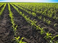 Young Green sunflower seedlings growing in a soil field. Close up on sprouting rye agricultural on a field in sunset Royalty Free Stock Photo