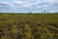 Young green swamp in early spring. Swampy area Royalty Free Stock Photo