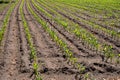 Young green sweet corn plants growing on farm field Royalty Free Stock Photo