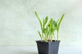 Young green sweet corn sprouts in container.