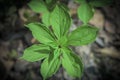 Young green symmetrical leaf