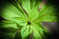 Young green symmetrical leaf