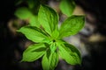 Young green symmetrical leaf