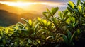 Young green tea leaves in the rays of the rising sun. Mountain tea plantation in the morning mist and illuminated by the sun. Royalty Free Stock Photo