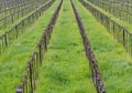 Young green tender leaves of grapes on a background of blue sky in spring. Vineyard in springtime Royalty Free Stock Photo