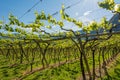 Young green tender leaves of grapes on a background of blue sky in spring. Vineyard in springtime Royalty Free Stock Photo
