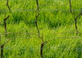 Young green tender leaves of grapes on a background of blue sky in spring. Vineyard in springtime Royalty Free Stock Photo