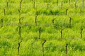 Young green tender leaves of grapes on a background of blue sky in spring. Vineyard in springtime Royalty Free Stock Photo