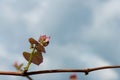 Young green tender shoots and leaves of grapes on the vine against the blue sky in the spring Royalty Free Stock Photo