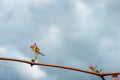 Young green tender shoots and leaves of grapes on the vine against the blue sky in the spring Royalty Free Stock Photo