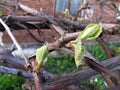 Young green tender shoots and leaves of grapes on the vine in the spring Royalty Free Stock Photo