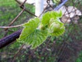 Young green tender shoots and leaves of grapes on the vine in the spring Royalty Free Stock Photo