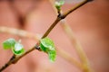 Young green tender shoots and leaves of grapes on the vine in the spring Royalty Free Stock Photo