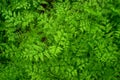 Young green thickets of fern leaves. The view from the top. Natural background