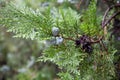 Young green thuja fruits close up in August.