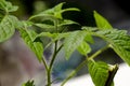 A young green tomato seedling grows on the windowsill Royalty Free Stock Photo