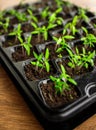 Green tomato seedling in seedling tray Royalty Free Stock Photo