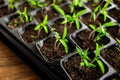 Young green tomato seedling in seedling tray Royalty Free Stock Photo